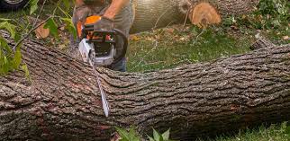 Professional Tree Removal in Columbus, IN